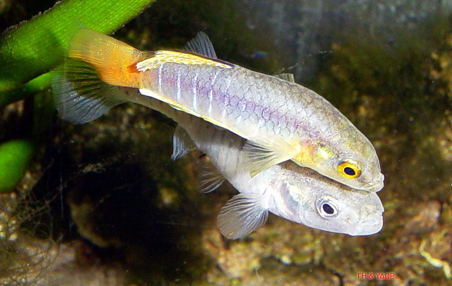 Aphanius fasciatus (Nono)